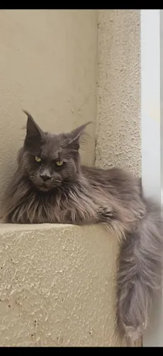 VENDO MAINE COON ADULTO