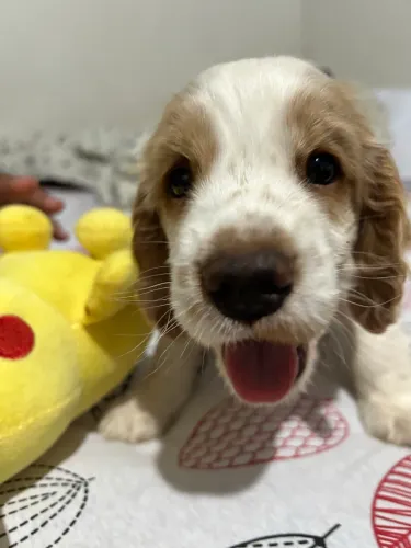 Cocker Spaniel 