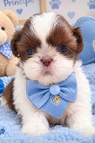 Shih tzus minis belíssimos e puros
