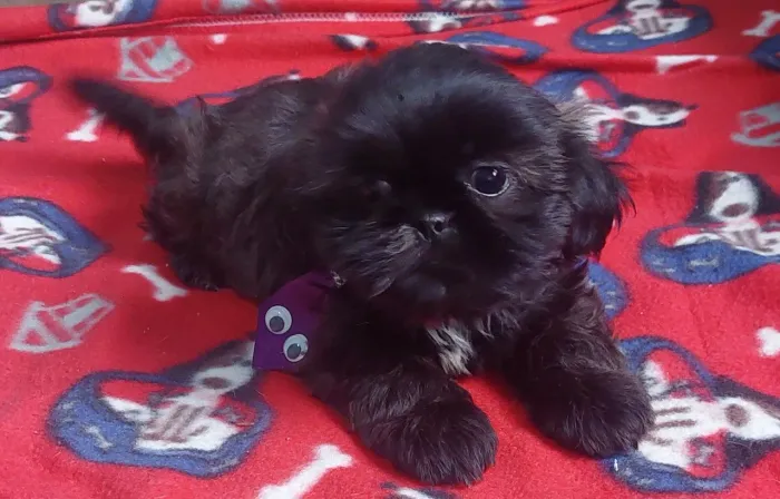 Shihtzu filhote