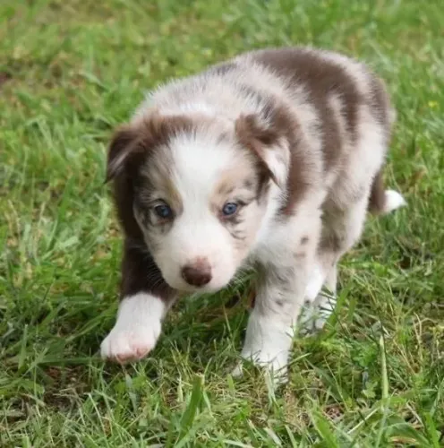 Border Collie - Faça A Diferença Com Um Presente Único