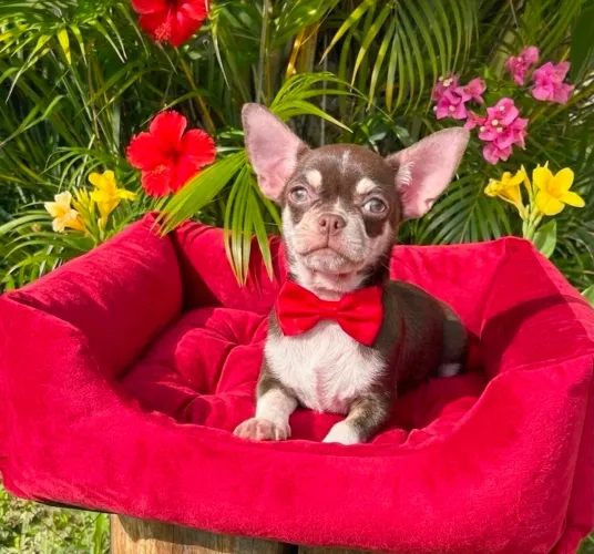Chihuahua Pelo Curto Machinho chocolate!Perfeição da raça!