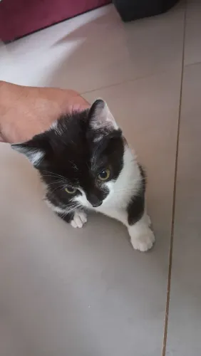 Estou doando um filhote de gato 2 meses 
