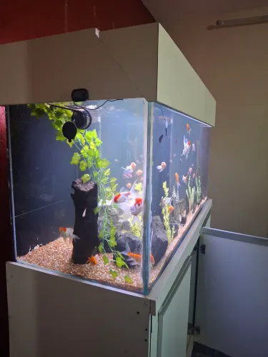 Aquario 