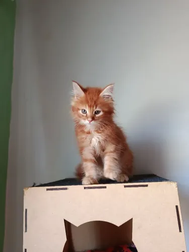macho Maine coon