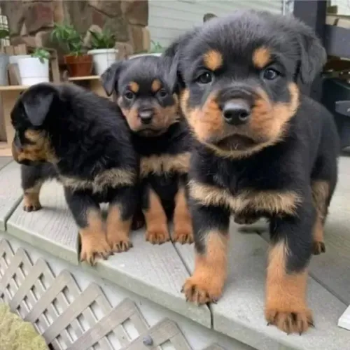 Filhotes de Rottweiler | Fofura que conquista no primeiro olhar!
