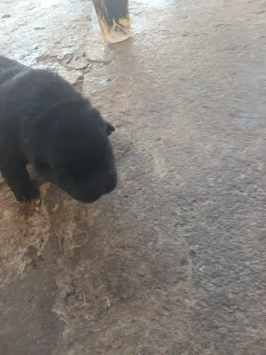 Vendo filhotes de chowchow puros 