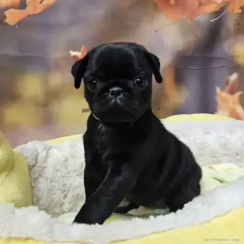 Filhote de cachorro pug saudável de temperamento dócil