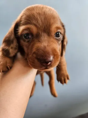 Filhote de dachshund (salsichinha)