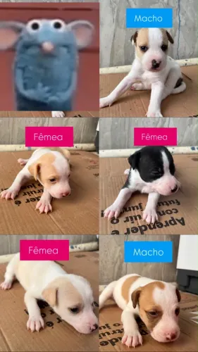 Doação de filhotes