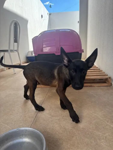 Pastor Belga malinois