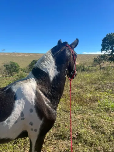 Égua MM genuína