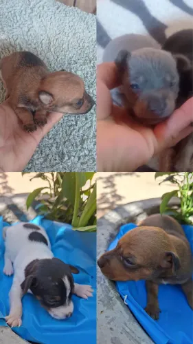 Pinscher 