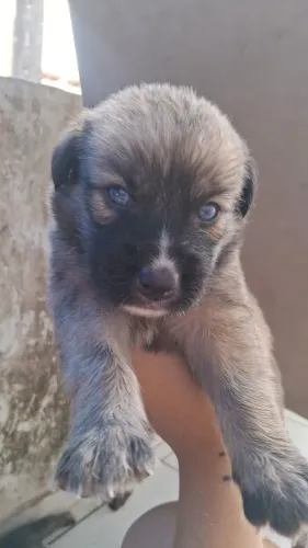 Vende-se filhotes de rusky siberiano com dogo argentino