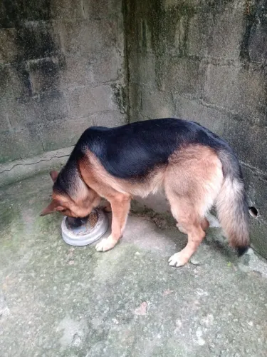 Vendo,pastor alemão 