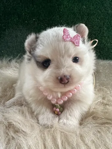 Lulu da Pomerânia anão Fêmea