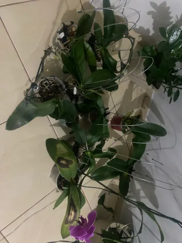 Lot 10 orquídeas s/Flor