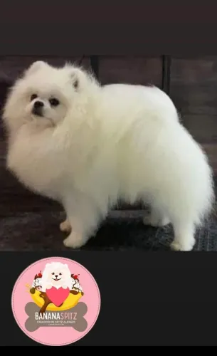 Spitz Alemão Macho para CRUZAR!