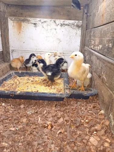 Verde se um lote com 13 pitinhos com 10 dias 30 reais cada 
