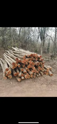Estacas de sábia - Ótima oportunidade 