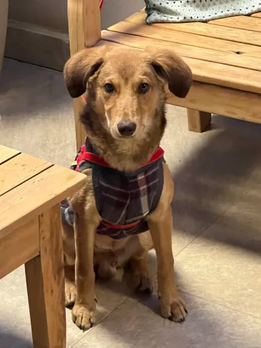 Cachorrinho filhote adoção 