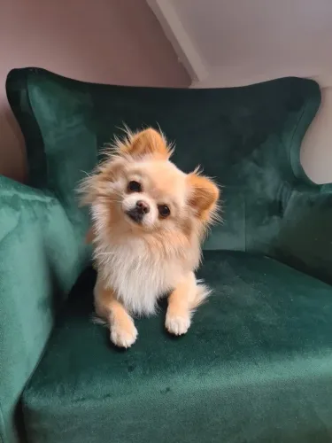 Chihuahua pelo longo