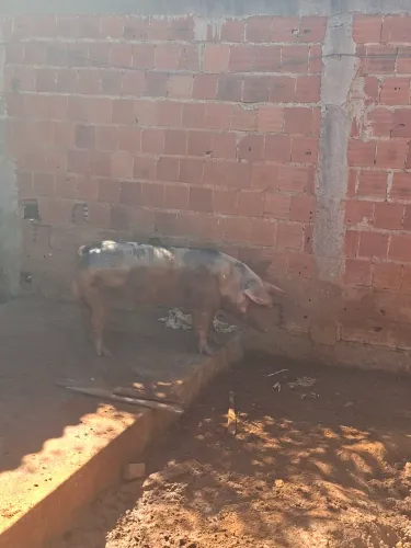 Porco pietrain reprodutor 