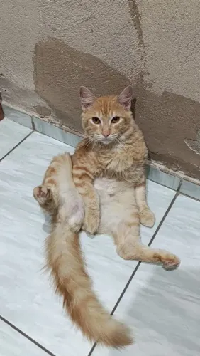 doação de dois gatinhos laranja