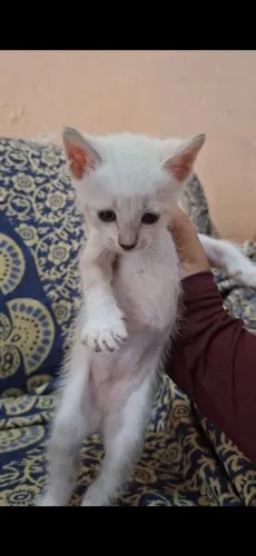 Filhotes de Gato para Adoção