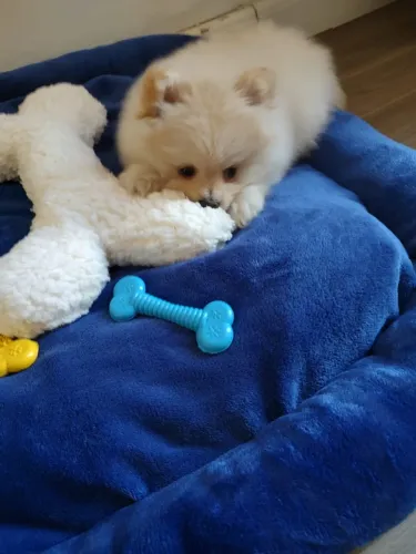 Filhote Lulu da Pomerania pequeno e dócil pronto entrega