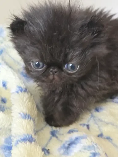 Gato preto Persa macho