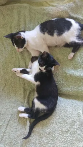 Gatinhos macho