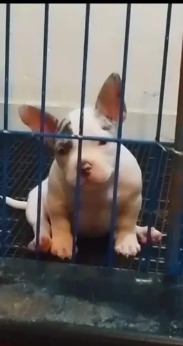 Exótic Bully 