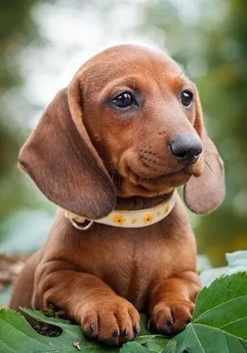 Dachshund / Basset Uma amizade que não tem fim