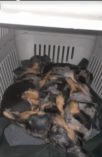 Cachorrinho salsicha