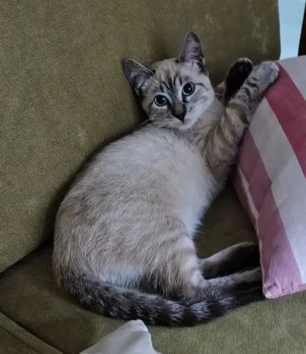 Doa se gatinho macho castrado