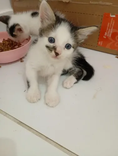 Gatos