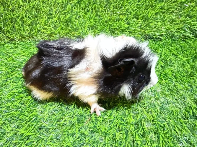 Filhotes de Porquinho da Índia Abissínio 