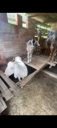 Vende-se cabra