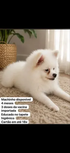 Spitz alemão