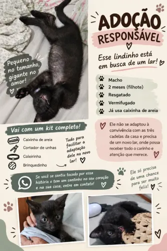 Gatinho fofinho