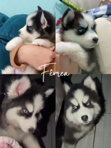 Filhote husky siberiano fêmea e macho