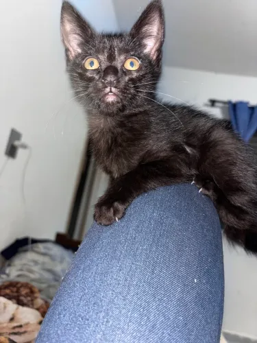 Doa-se gatinha