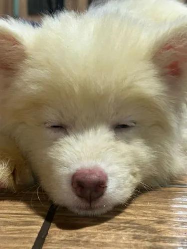 Husky Siberiano