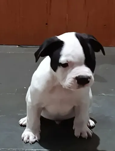 Américan bull minúsculo 