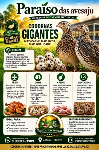 Venda de Codornas gigantes