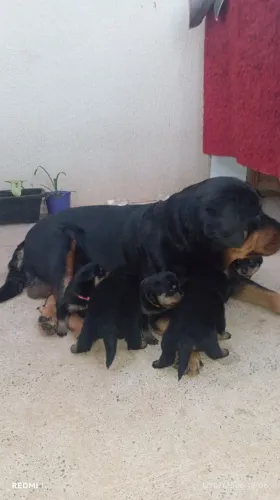 Filhotes de rottweiler interessado chama