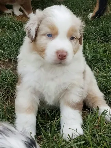 Border Collie - Um Filhotinho Para Retribuir Todo Amor De Mãe