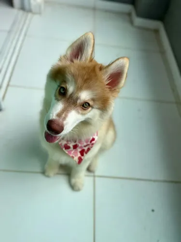 Cadela Husky Siberiano