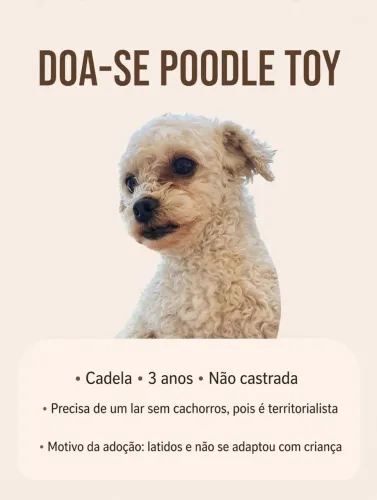 Doação de cachorro